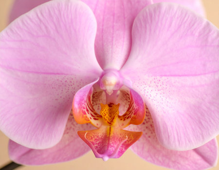 Close up of pink orchid flower (Phalaenopsis)の素材