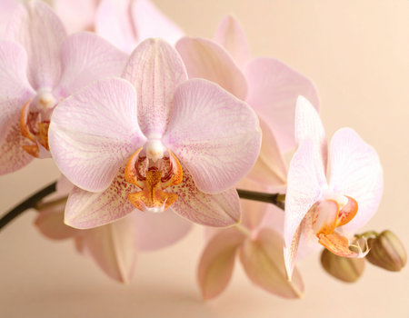 Beautiful pink orchid on light background, closeup. Space for textの素材