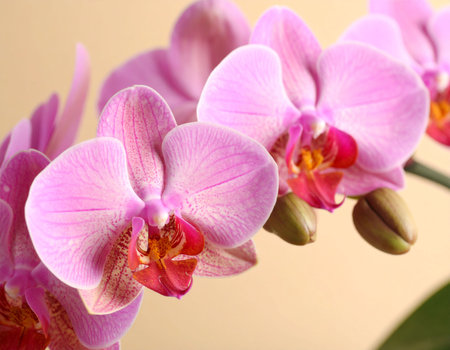 Beautiful pink orchid flowers, close-up, on color backgroundの素材