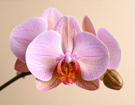 Beautiful pink orchid on a beige background, close-upの素材