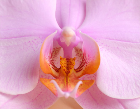 Close up of a pink orchid, phalaenopsis.の素材