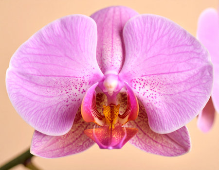 Beautiful pink orchid on a beige background close-upの素材
