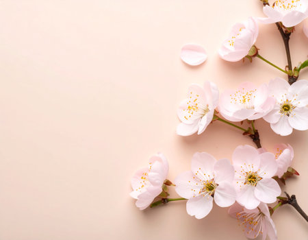 Cherry blossom on a pink background, copy space for textの素材