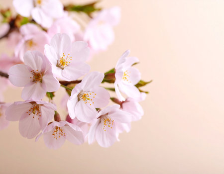 cherry blossom on beige background with copy space for textの素材