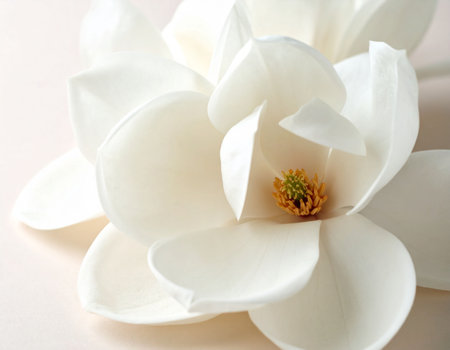 Beautiful white magnolia flower on light background, closeup viewの素材