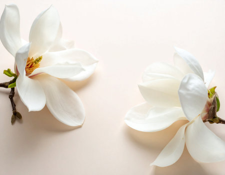 White magnolia flowers on a beige background, close-upの素材