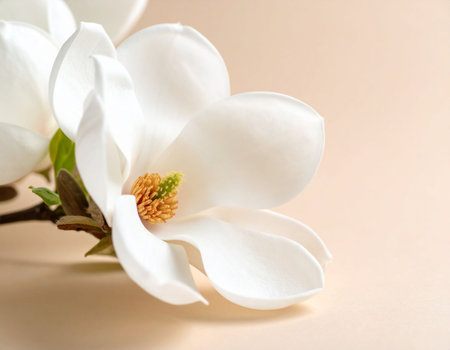 Magnolia flower on beige background, closeup. Space for textの素材