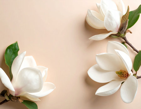 Magnolia flowers on beige background. Flat lay, top viewの素材