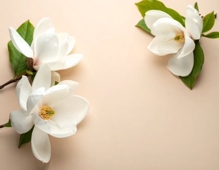Beautiful magnolia flowers on beige background, top view. Space for textの素材