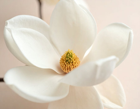 White magnolia flower on a light background, close-up.の素材