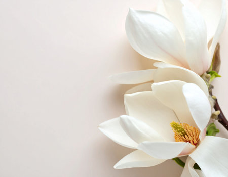 Magnolia flowers on a white background with space for your text.の素材