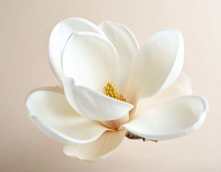 White magnolia flower on a beige background, close-upの素材