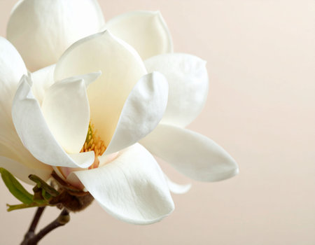 Beautiful magnolia flower on light background, closeup. Space for textの素材