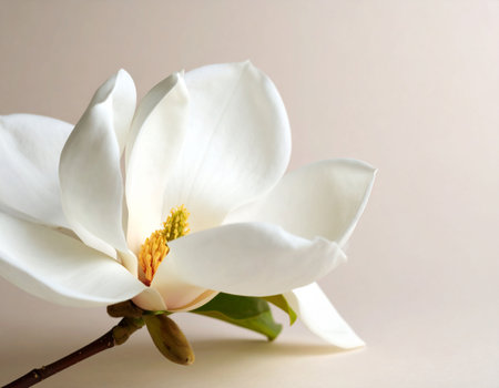 Magnolia flower on a light background. Beautiful white magnolia flower.の素材
