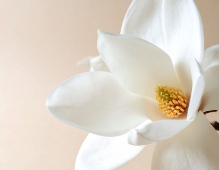 White magnolia flower on a beige background, close-upの素材