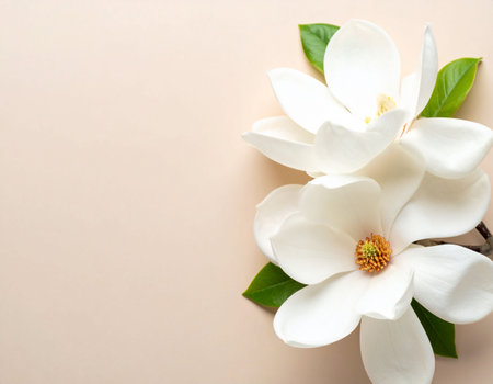 Beautiful magnolia flowers on beige background, flat lay. Space for textの素材