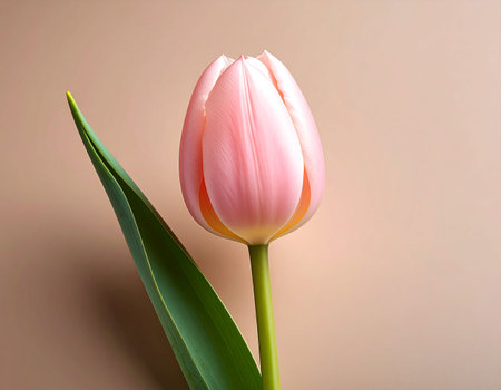 Pink tulip on beige background with copy space for text.の素材