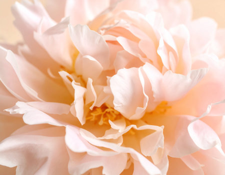close up of beautiful pink peony flower petals on beige backgroundの素材
