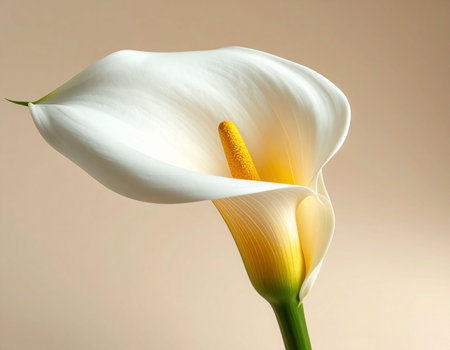White calla lily on a light background. Close-upの素材