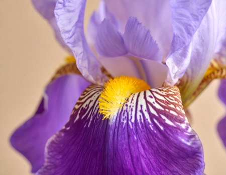 Close up of purple iris flower. Shallow depth of field.の素材