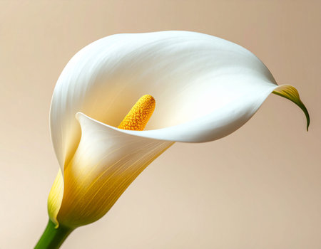 Beautiful calla lily flower on light background, closeupの素材