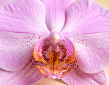 Close-up of a beautiful pink orchid on a light backgroundの素材