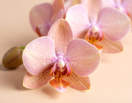 Beautiful orchid flowers on color background, closeup. Space for textの素材