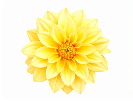 Yellow dahlia flower isolated on white background with clipping path.の素材