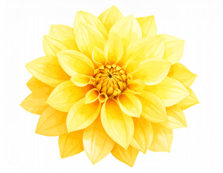 Yellow dahlia flower isolated on white background with clipping path.の素材
