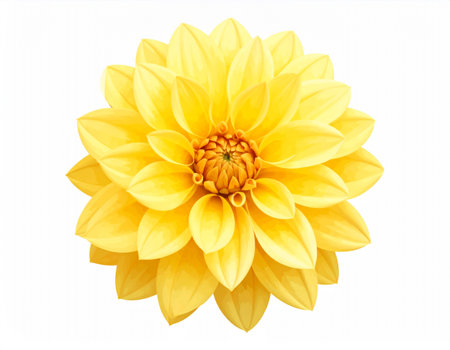 Yellow dahlia flower isolated on white background with clipping path.の素材