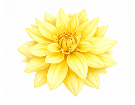 Yellow dahlia flower isolated on white background. Top view.の素材