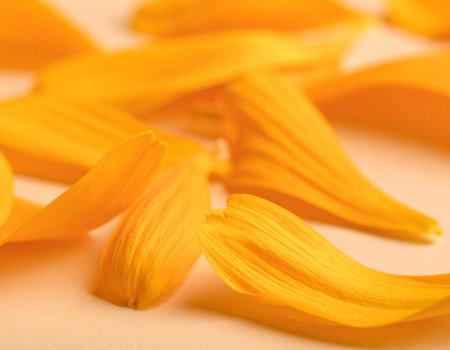 Yellow petals of a flower on a beige background. Macroの素材