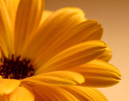 Close up of a yellow gerbera daisy with shallow depth of fieldの素材