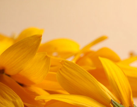 Yellow flowers of rudbeckia on a light background close-upの素材