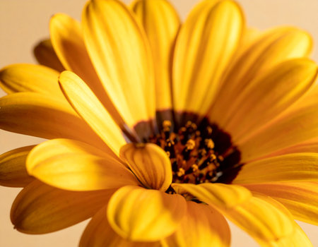 Close-up of a yellow daisy flower in the sunshine.の素材