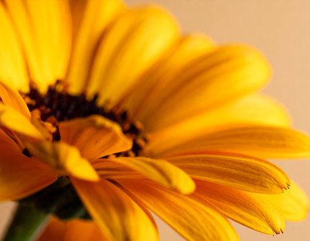 Close up of a yellow daisy flower. Shallow depth of field.の素材