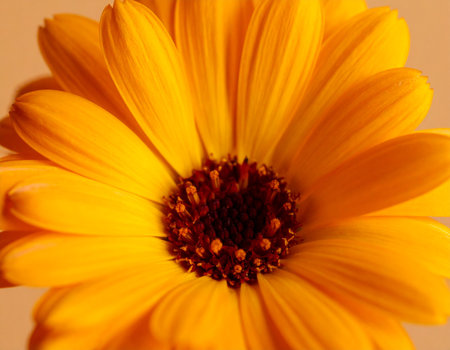 Calendula officinalisgold flower close upの素材