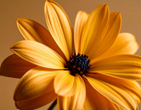 close up of an orange daisy in a vase on a brown backgroundの素材