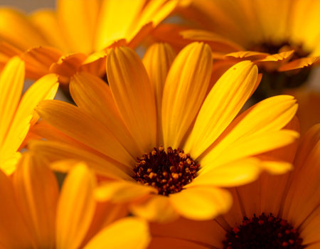 Close-up of a calendula officinalis flower.の素材