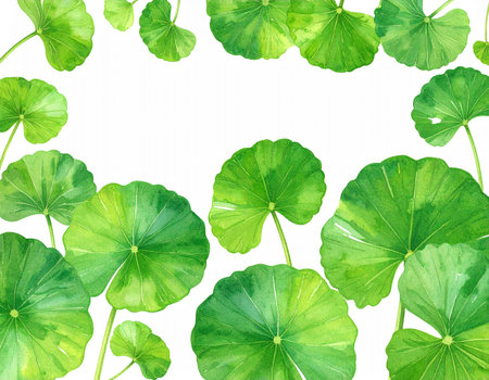 Watercolor green leaves of centella asiatica on white backgroundの素材