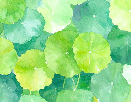 Watercolor green lotus leaves seamless pattern. Hand drawn illustration.の素材