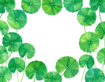 Watercolor green leaves of Centella asiatica isolated on white backgroundの素材
