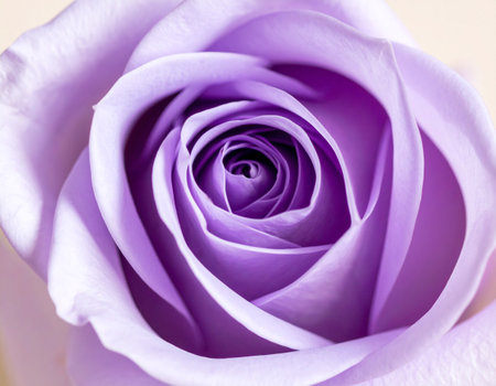 close up of violet rose petals on white background with copy spaceの素材