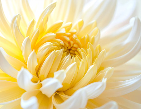 White chrysanthemum flower macro close up. Soft focusの素材