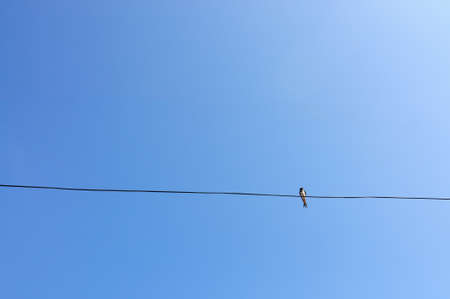 lonely birdの写真素材