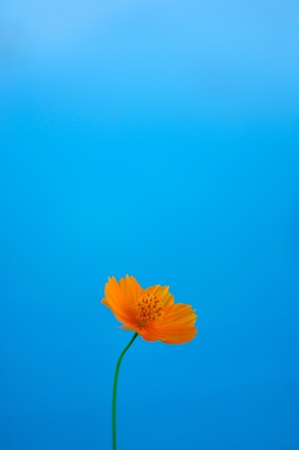 lonely flowerの写真素材