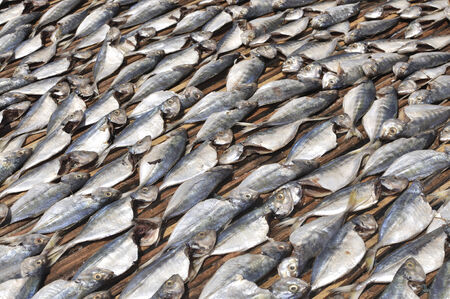 Row of Salt Fish Dry Under The Sun の写真素材