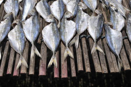 Row of Salt Fish Dry Under The Sun 