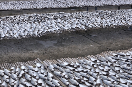 Row of Salt Fish Dry Under The Sun の写真素材