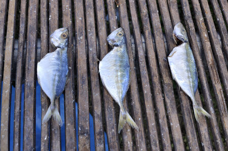 Row of Salt Fish Dry Under The Sun の写真素材